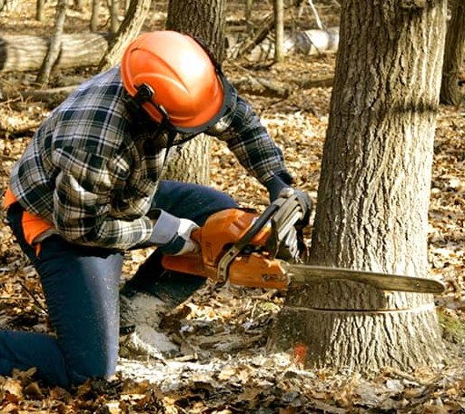 Tree Removal in Afton, WY